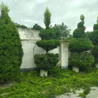 اجرا و نگهداری از فضای سبز|خدمات باغبانی و درختکاری|بابل, |دیوار