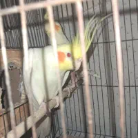 عروس هلندی لوتینو نر|پرنده|شیراز, شهرک مهرگان|دیوار