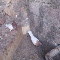 رنگی|پرنده|میانه, |دیوار