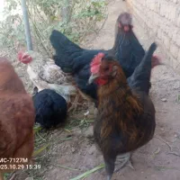 مرغ|حیوانات مزرعه|دشتابی, |دیوار