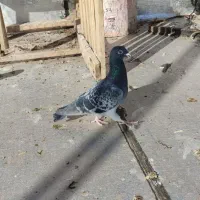 کبوتر پلاکی