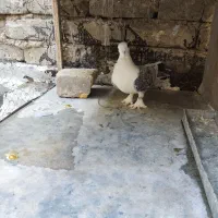 کفتر بلژیکی|پرنده|خمینی‌شهر, |دیوار