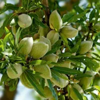 تولید نهال بادام مامایی