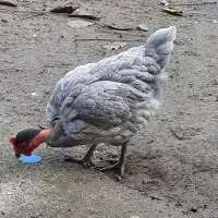 برهما لایت رومانی ۶ماهه|حیوانات مزرعه|آستارا, |دیوار