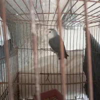 پرنده‌ها فروشی است