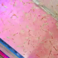 ماهی گوپی|ماهی|اردکان, |دیوار