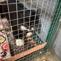 واگذاری گربه رایگان . سالم و واکسینه|گربه|اصفهان, سروستان|دیوار