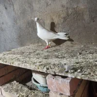 سفید آلمانی|پرنده|نگین شهر, |دیوار