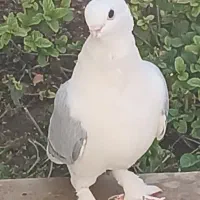 کبوتر ساتن گمشده|پرنده|شاهین‌شهر, شهرک گلدیس|دیوار