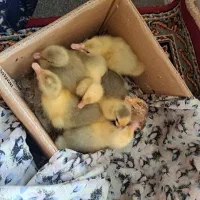 بچه غاز ۱۰روزه سالم