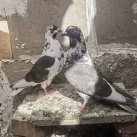 دسته ۱۴ تایی زاجر