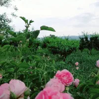 فروش باغ کشاورزی