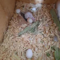 عروس هلندی مولد رنگ خاص|پرنده|آستارا, |دیوار