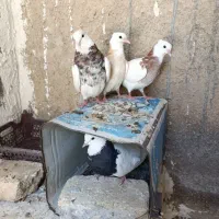 کفتر طوقی|پرنده|شیراز, گل سرخ|دیوار