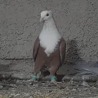کبوتر کفتر