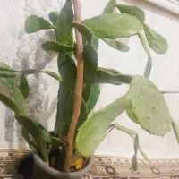 کاکتوس طبیعی