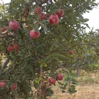 فروش ۵۰۰ متری باغ درجاده اهر مشگین