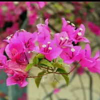 باغبانی سیارگل کاری چمن کاری باغچه کاری گل وگیا