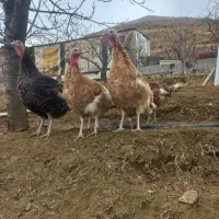 بوقلمون ماده برنز و بوربورن بالغ|حیوانات مزرعه|کرج, شهرک البرز ۳|دیوار