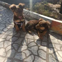 واگذاری سگ ژرمن لیور|سگ|سیرجان, |دیوار