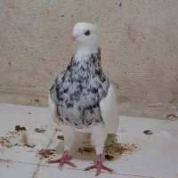 طوق هفت رنگ|پرنده|جم, |دیوار