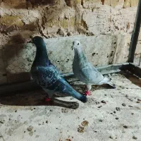 نرماده المانی