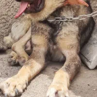 پژدر