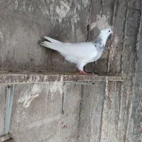 کبوتر طوقی الماسی|پرنده|بندر ماهشهر, |دیوار