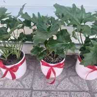 گل برگ انجیری