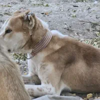 سگ آلابای|سگ|پاریز, |دیوار