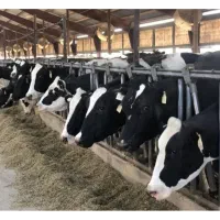 خدمات گاوداری