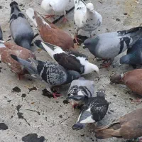 کفتر پرشی زرنگ بیاجلوت مپرونمش|پرنده|شیراز, دست خضر|دیوار