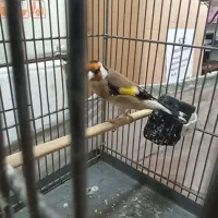 (( سهره دوساله))|پرنده|تهران, بازار|دیوار