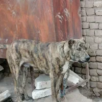 سگ فروشی