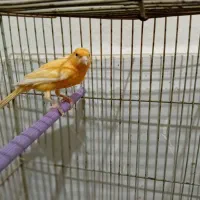 قناری قرمز مست