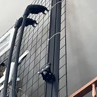 بال عقب اسپرت برند شرکتی MP درجه ۱|قطعات یدکی و لوازم جانبی|اندیشه, |دیوار