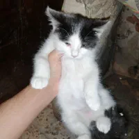 واگذاری 3 عدد گربه