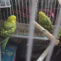 مرغ عشق فروشی|پرنده|ایرانشهر, |دیوار