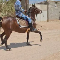 مادیان فروشی|اسب و تجهیزات اسب‌سواری|رباط‌کریم, نوده|دیوار