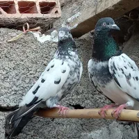 یک جفت پاکستانی به تضمین