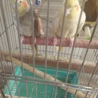 یه جفت عروس هلندی مولد همراه سه عدد جوجه یک ماهه