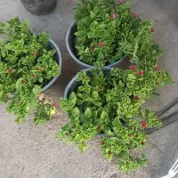 انواع گل و گیاه آپارتمانی و ویلایی زیر قیمت بازار