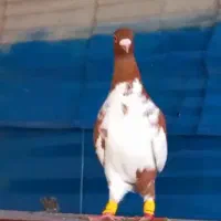 3جنگنده عبلغ سارکاکلی برژیکی|پرنده|مشهد, نوید|دیوار