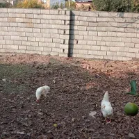 زمین کاربری مسکونی|فروش زمین و ملک کلنگی|ارطه, |دیوار