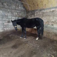 اسب مادیان 7به8