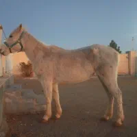 مادیون کرد|اسب و تجهیزات اسب‌سواری|صفادشت, |دیوار