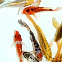 ماهی کوی سوپر باله (باله بلند )|ماهی|پرند, فاز ۳|دیوار