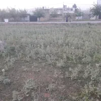 زمین ویسیان