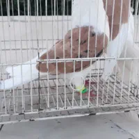 جفت کفتردوکت زرد