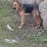 سگ ژرمن شپرد|سگ|رشت, رشتیان|دیوار